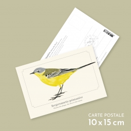 Bergeronnette printanière