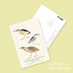 Blongios nains, bihoreau...