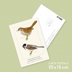 Bouscarle de Cetti et...