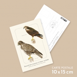 Busard des roseaux et buse...