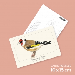 Chardonneret élégant