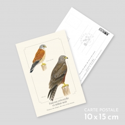 Faucon crécerelle et milan...