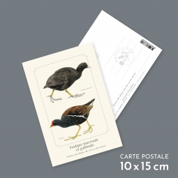 Foulque macroule et gallinule