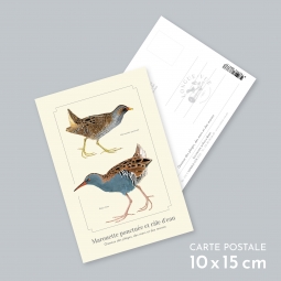 Marouette ponctuée et râle...