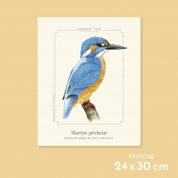 Martin pêcheur