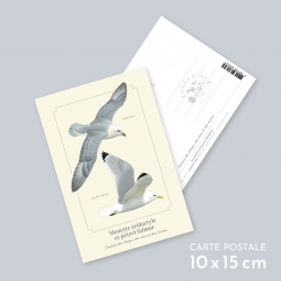 Mouette tridactyle et...