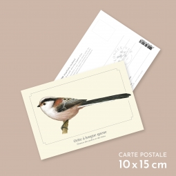 Orite à longue queue