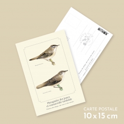 Phragmite des joncs et...