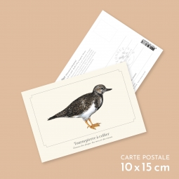 Tournepierre à collier