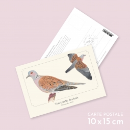 Tourterelle des bois