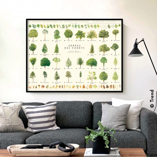 affiche arbres de nos forêts - Longue-vue.art