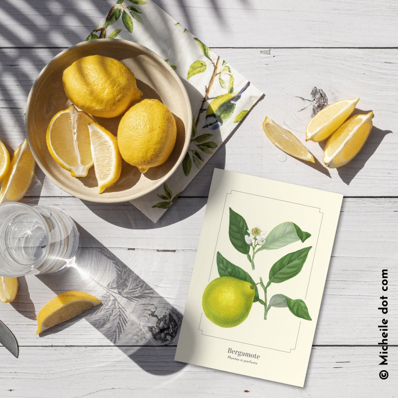 Bergamote