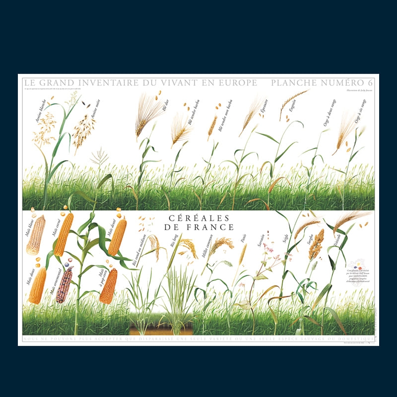 Céréales de France