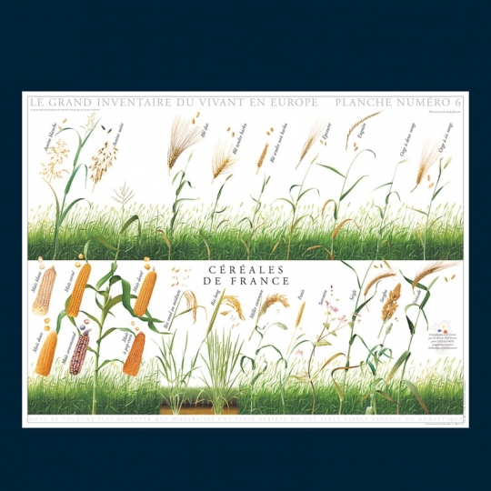 Céréales de France