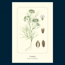 Cumin Cumin