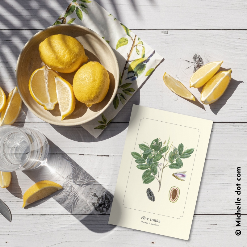 Fève tonka