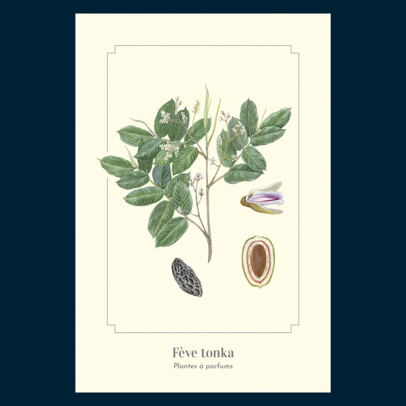 Fève tonka