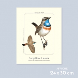 Gorgebleue à miroir