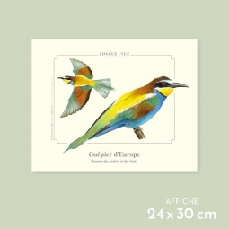 Guêpier d'Europe