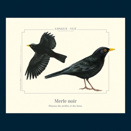 Merle noir Merle noir