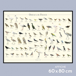 Oiseaux de France