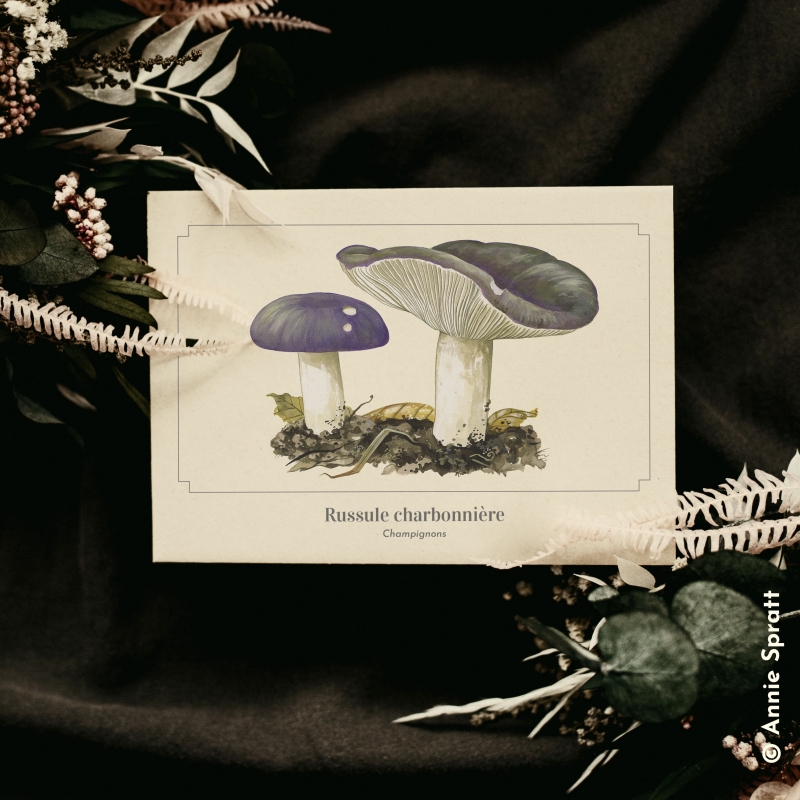 Russule charbonnière