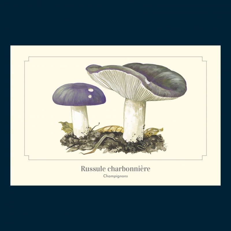 Russule charbonnière