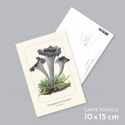 Trompette de la mort