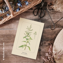 Verveine Verveine
