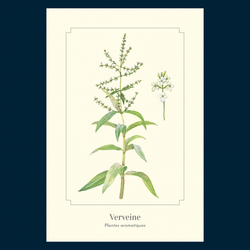 Verveine