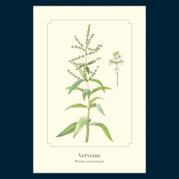 Verveine Verveine