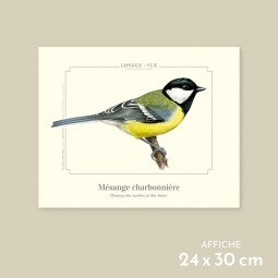 Mésange charbonnière