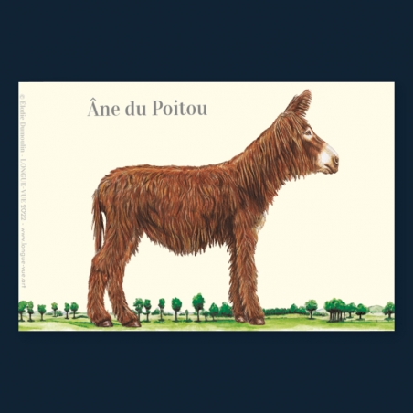 Âne du Poitou