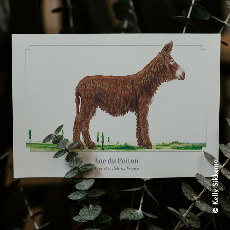 Âne du Poitou