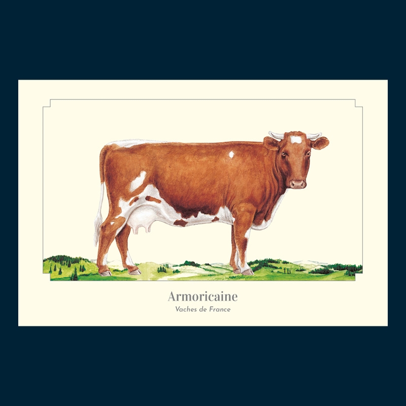 Armoricaine