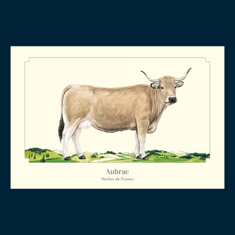 Aubrac