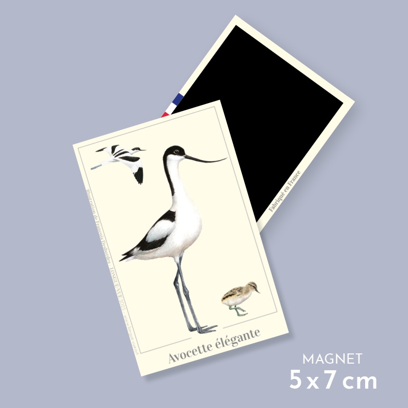 Avocette élégante