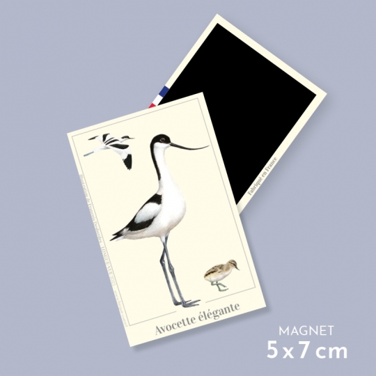 Avocette élégante