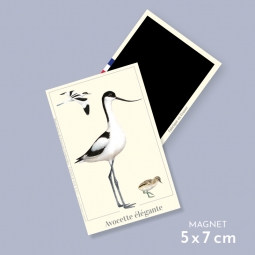 Avocette élégante
