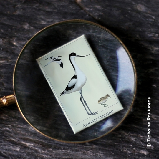Avocette élégante