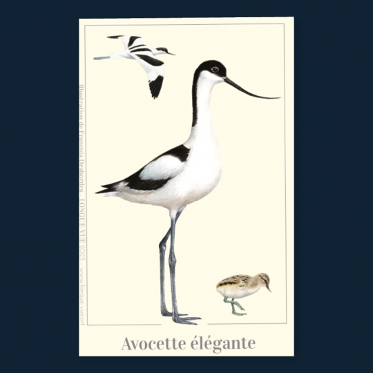 Avocette élégante