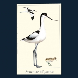 Avocette élégante