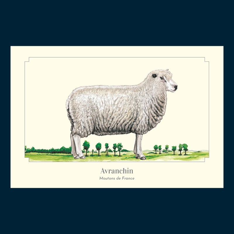Avranchin