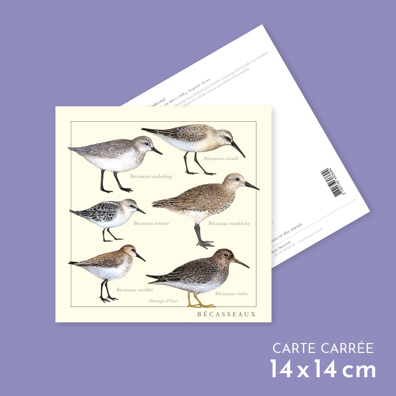 Bécasseaux