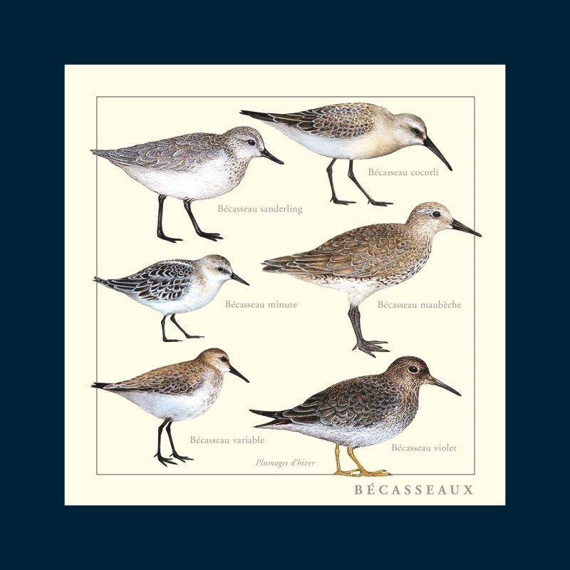 Bécasseaux