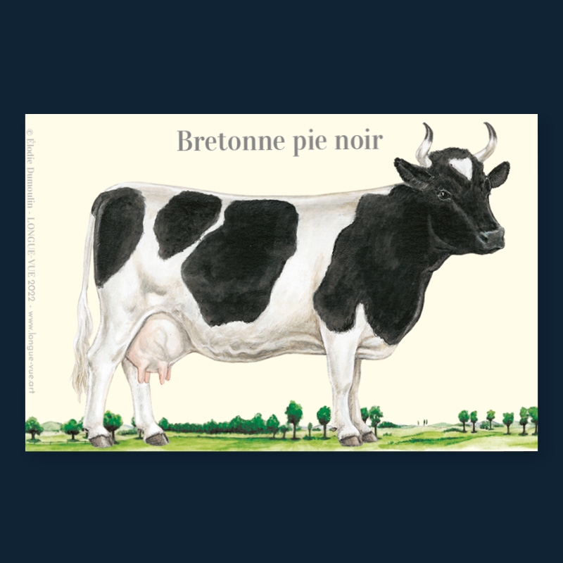 Bretonne pie noir