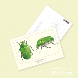 Cétoine dorée Cétoine dorée