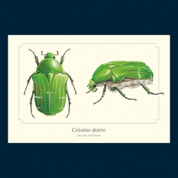 Cétoine dorée Cétoine dorée