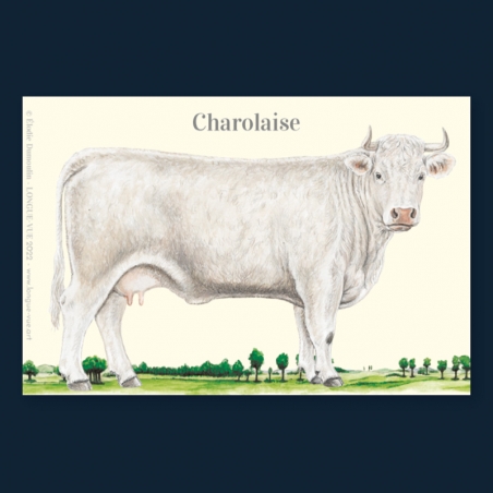 Charolaise