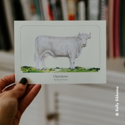 Charolaise
